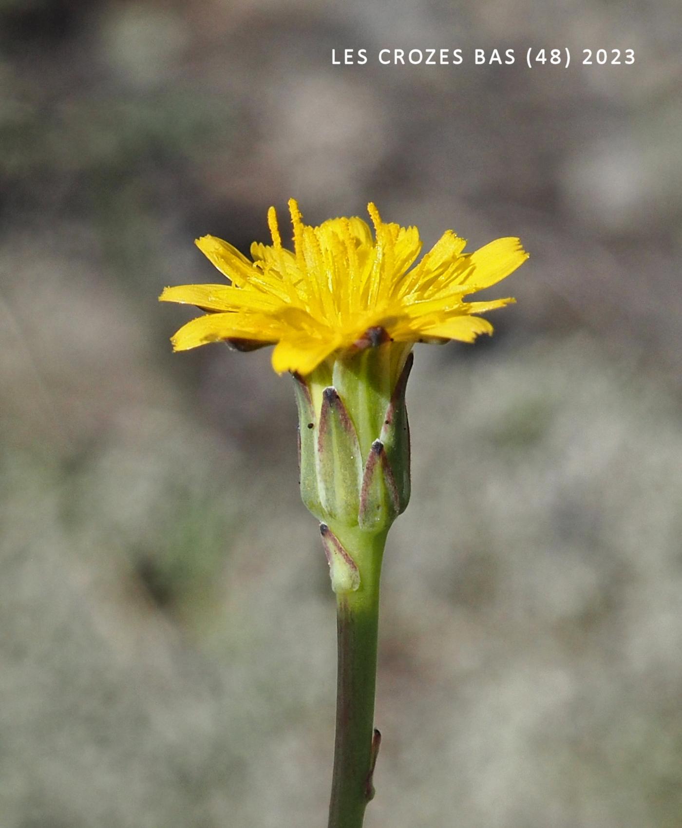 Cat's-ear, Smooth flower